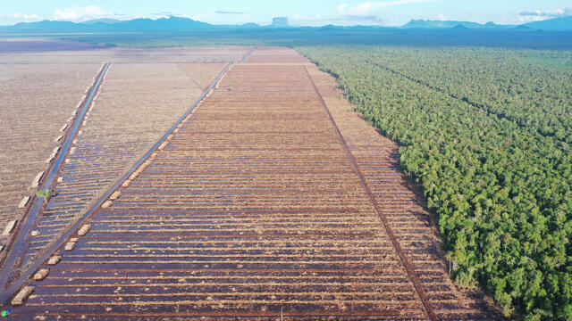 Rodung auf Borneo für die Papierindustrie. Rodung auf Borneo für die Papierindustrie.
